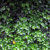 green monster