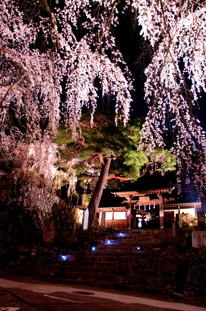 夜桜と松