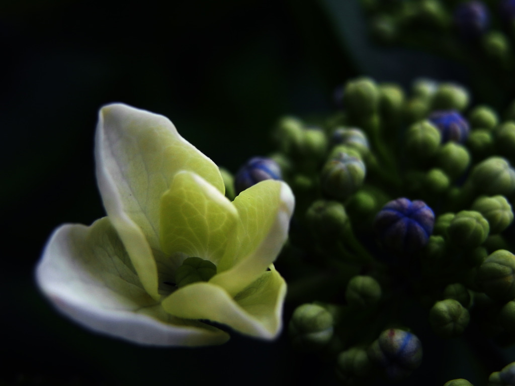 紫陽花咲く