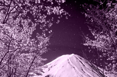 富士桜の舞
