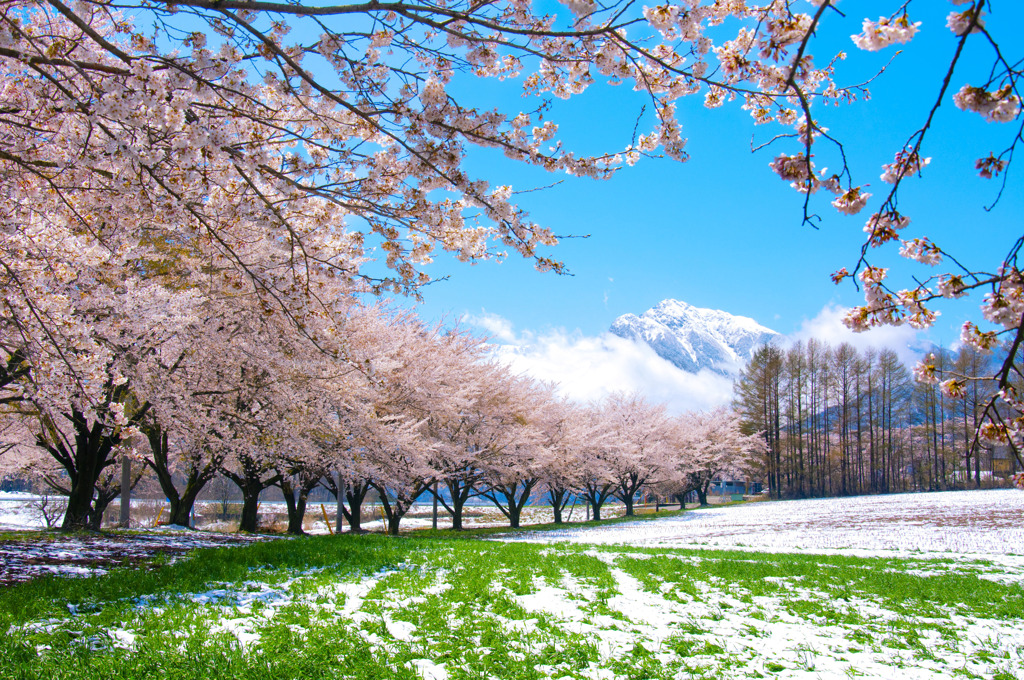 Cherry Blossom Avenue to the Alps