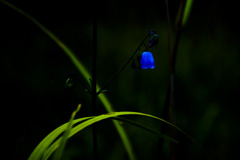 Blue Lamp