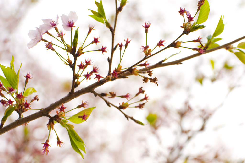 桜日和