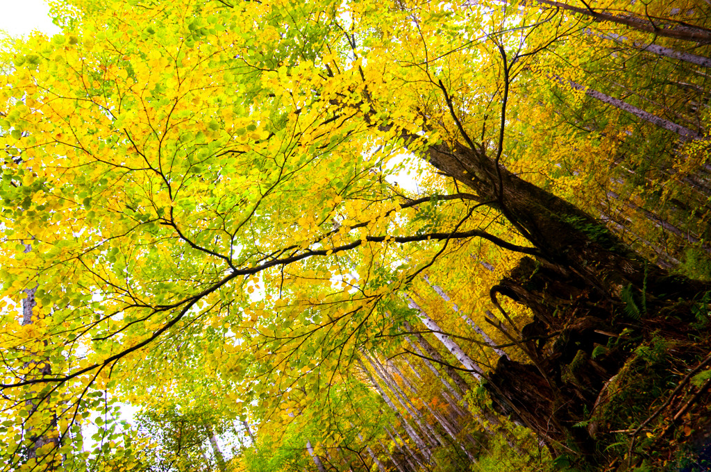 Autumn tree