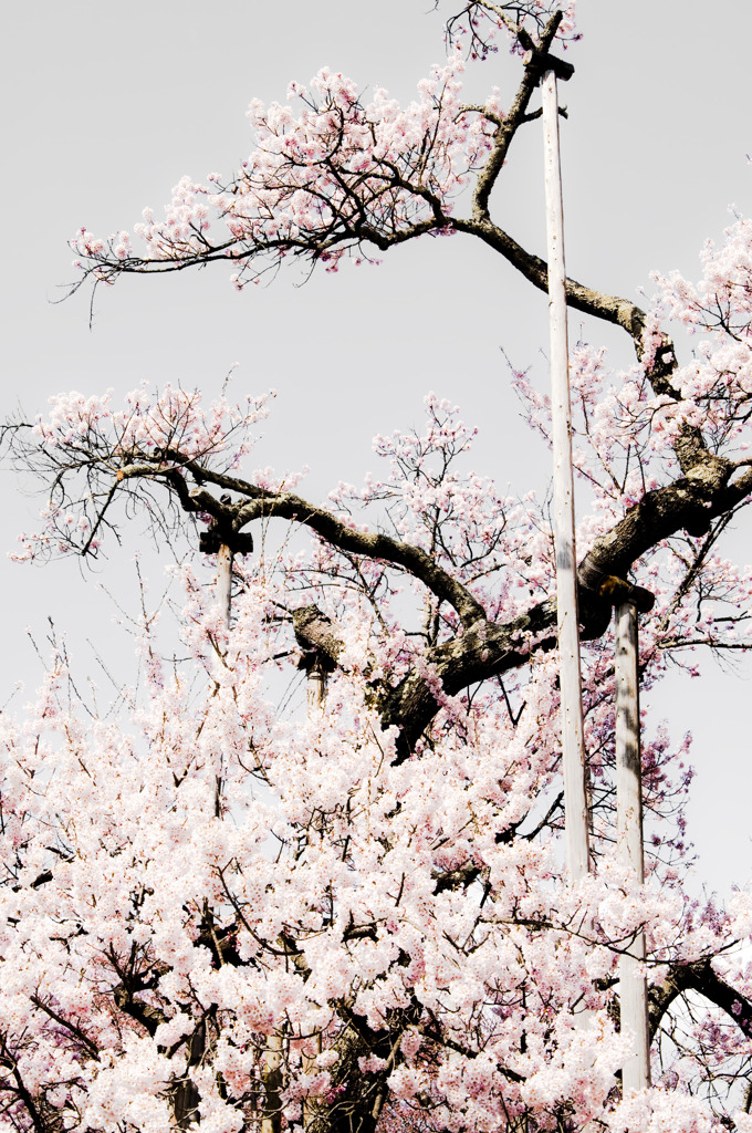 2千年の思い...「神代桜」