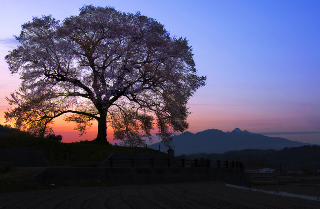 Sakura sunset