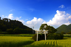 里山の夏