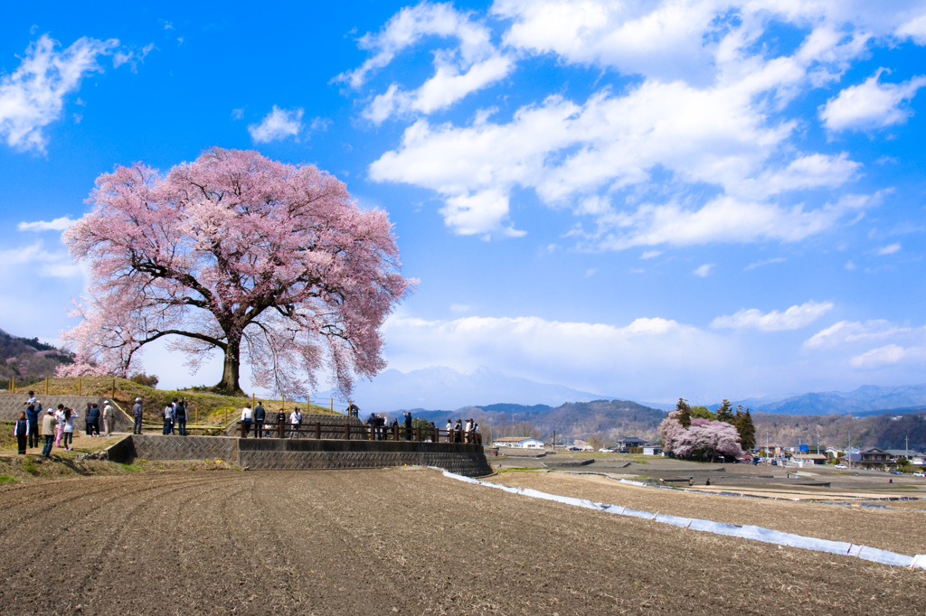 一本桜