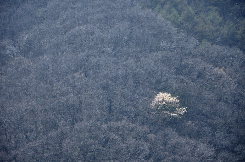 山桜