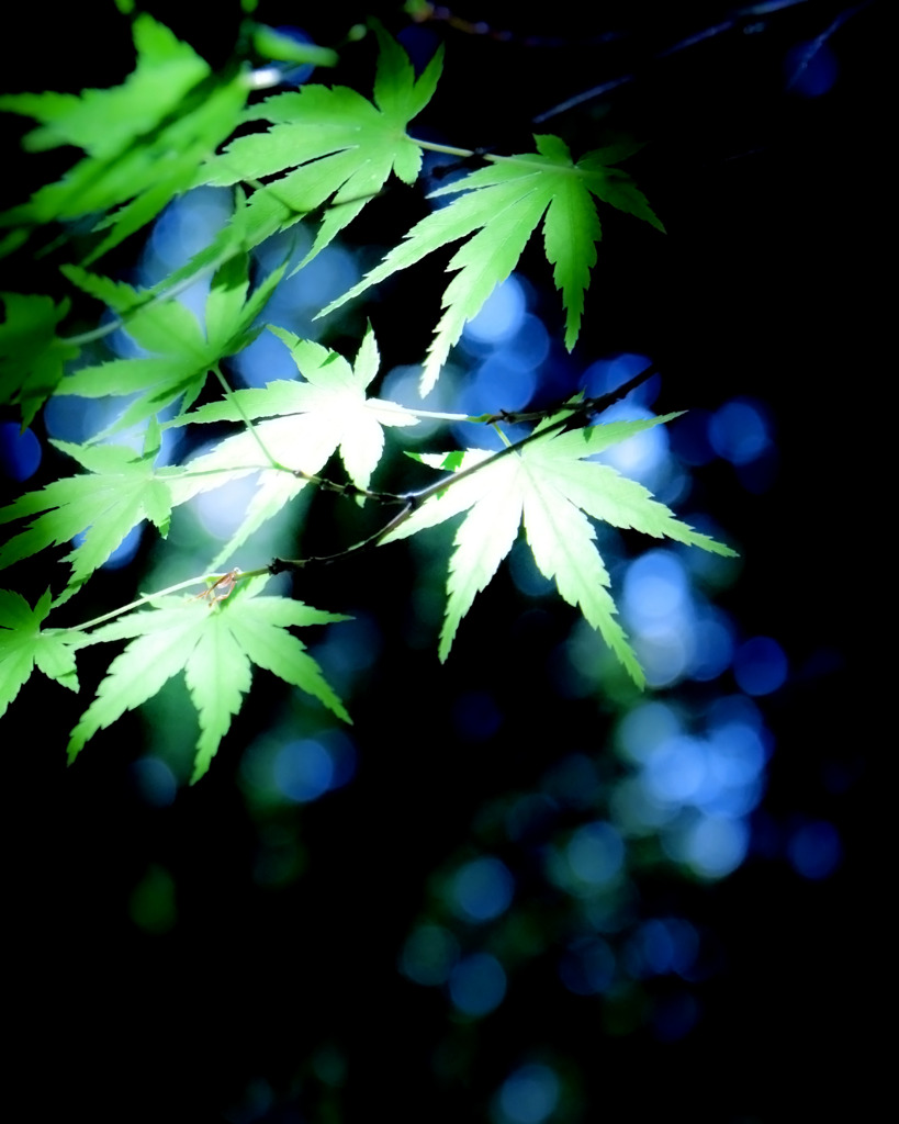 精霊の言霊