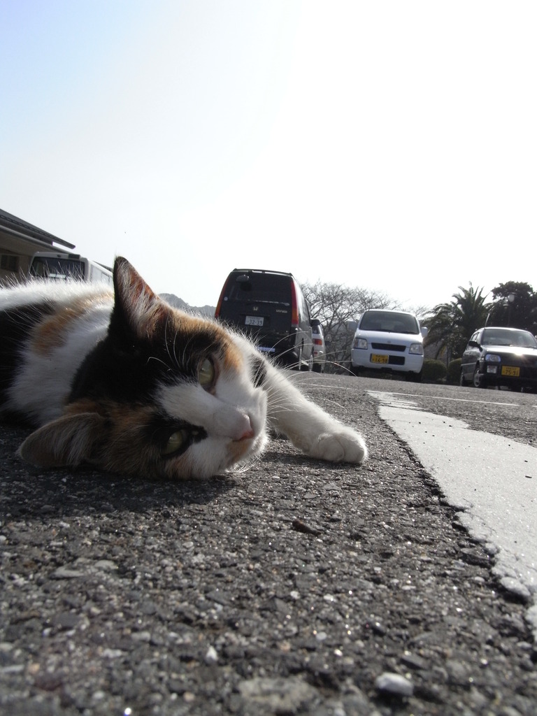 のらねこ2