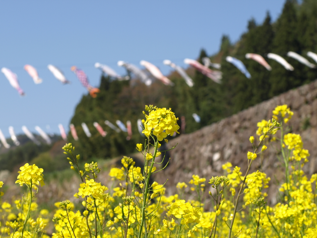 菜の花の休日