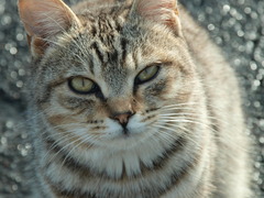 のらねこ