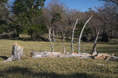 大台ケ原　恐竜のアバラ骨