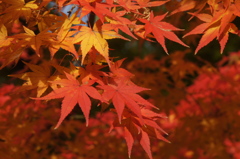 秋の色　１