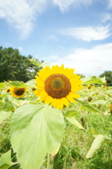 夏の空　ヒマワリ