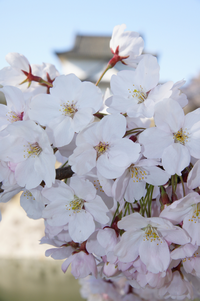 桜さく　大阪城