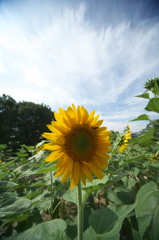 夏の空