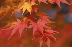 秋の色　３