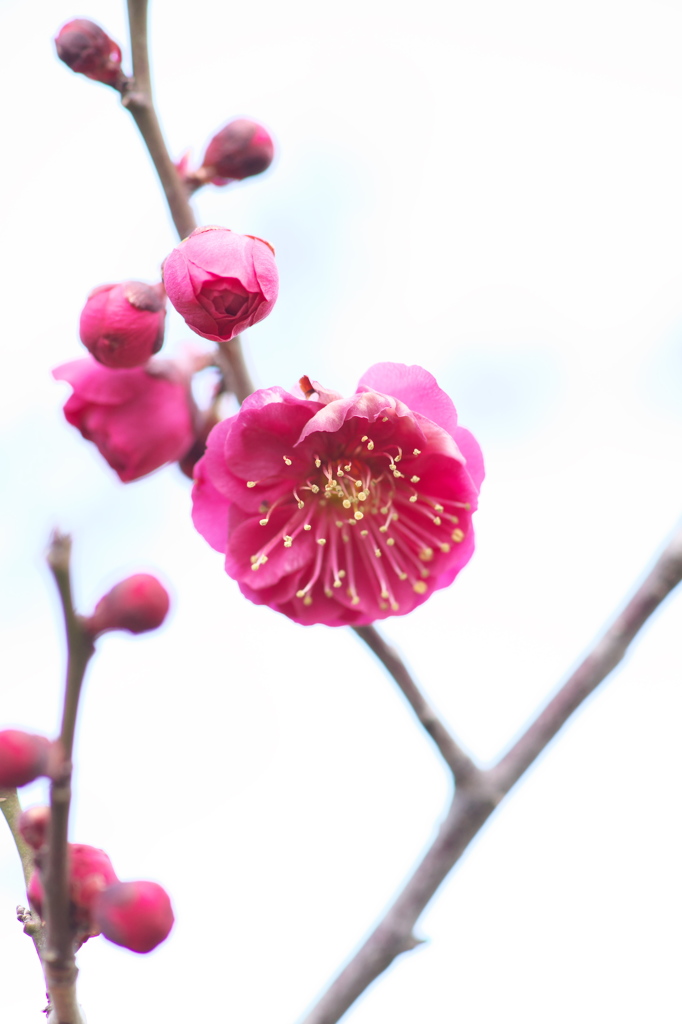春よ来い、早く来い　２