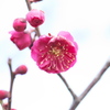 春よ来い、早く来い　２