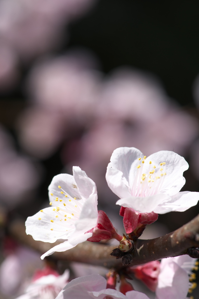 春の色　あんずの花