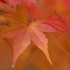 秋の色　２