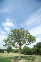 夏の空