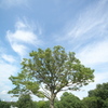 夏の空