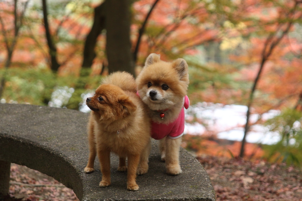 紅葉をバックに・・・
