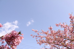 河津桜１