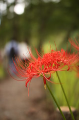 ２輪の花