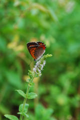 Small copper(小さな銅貨)
