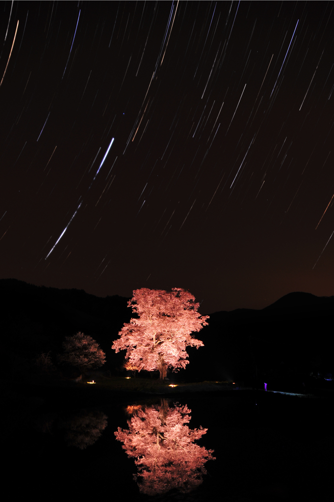 里山の桜に降り注ぐ