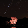 里山の桜に降り注ぐ