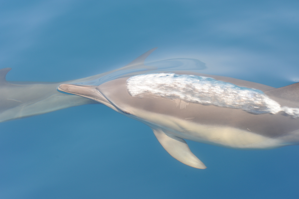 ホエールウォッチングin桂浜３