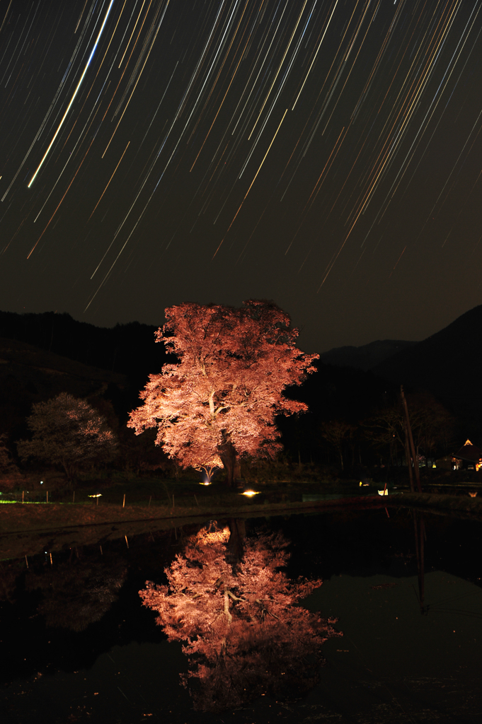 千鳥のヤマザクラ