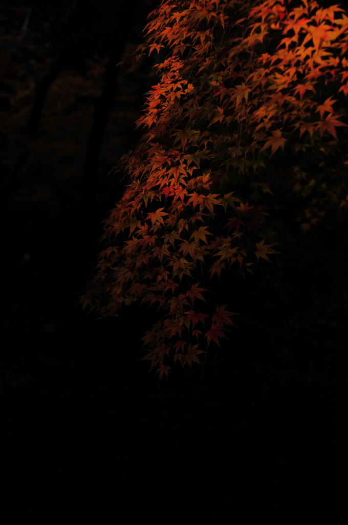 闇と紅葉