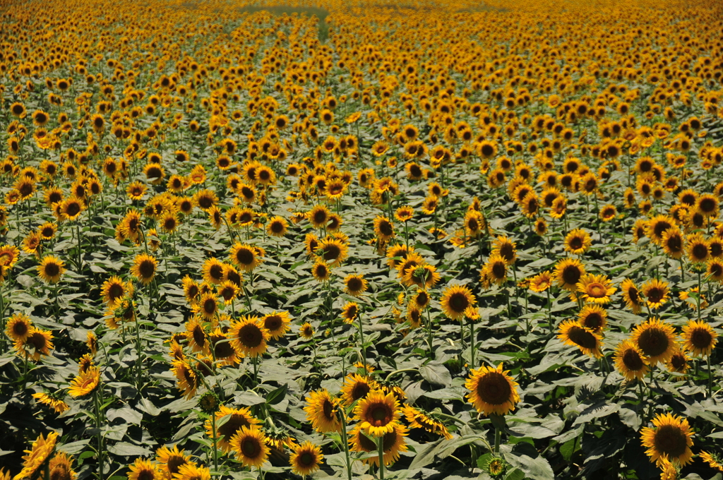 どこまでも続く黄色いじゅうたん