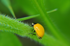 幸せの黄色いテントウムシ