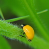 幸せの黄色いテントウムシ