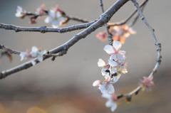 三波川冬桜