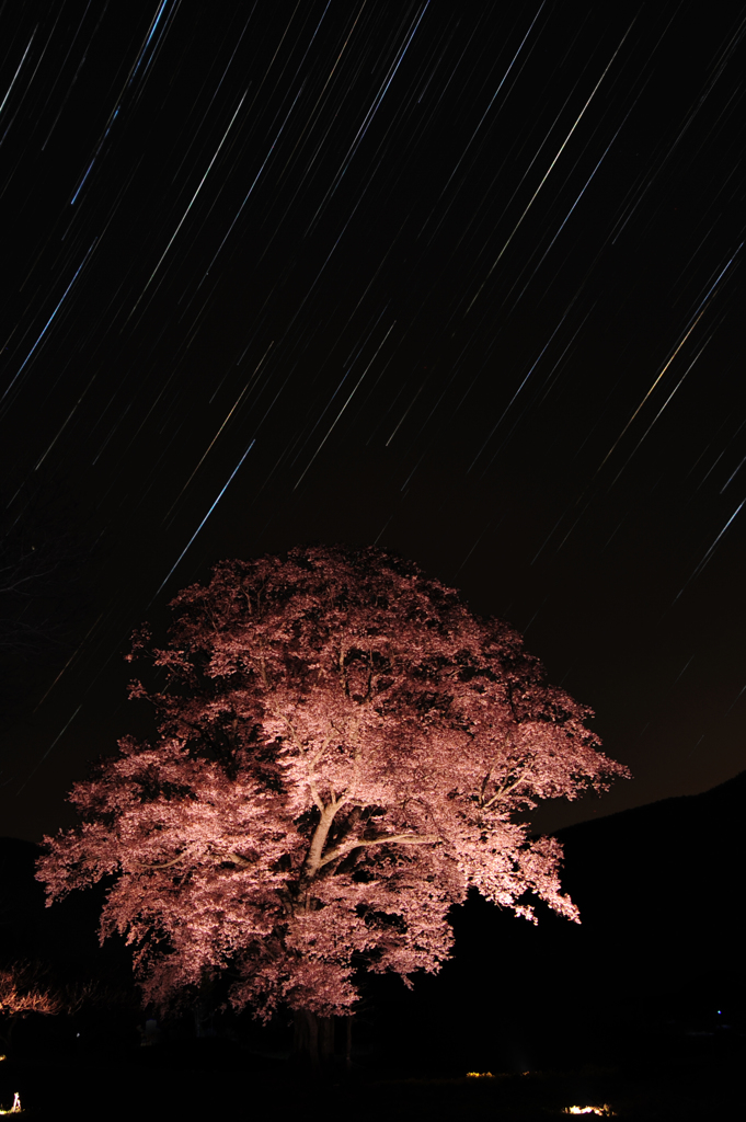 千鳥の一本桜