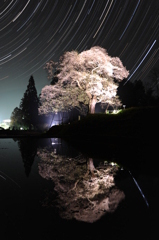 亀山城跡を500年見守る桜