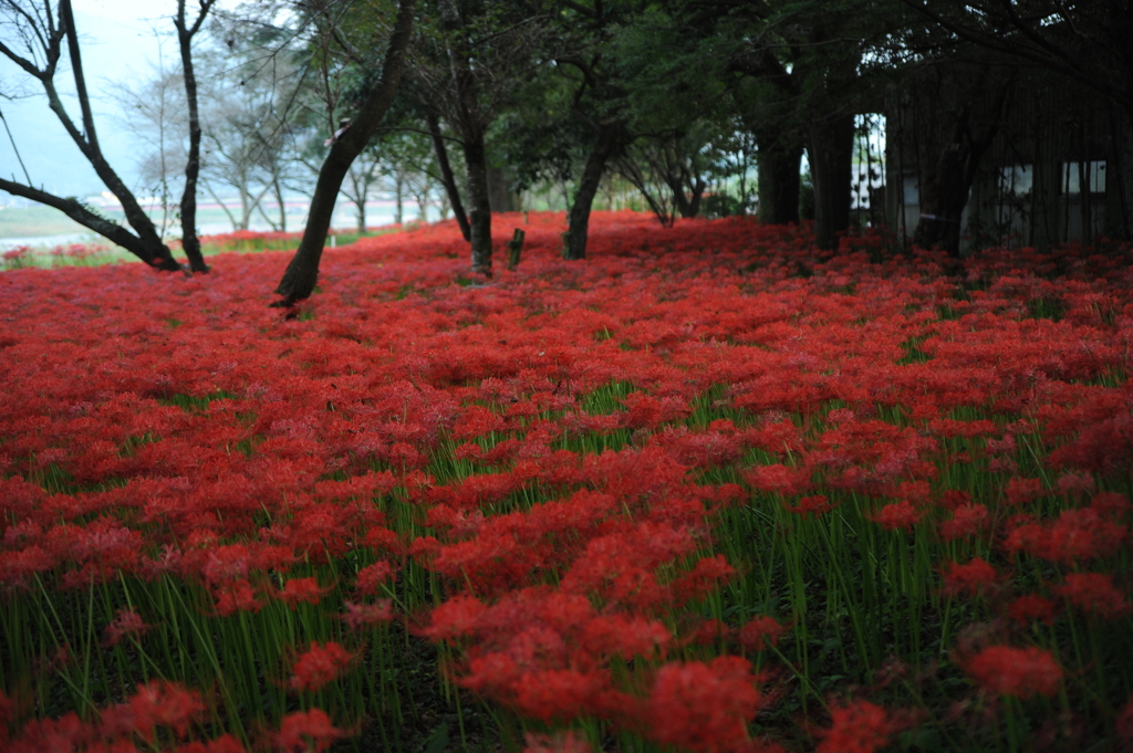 紅の海