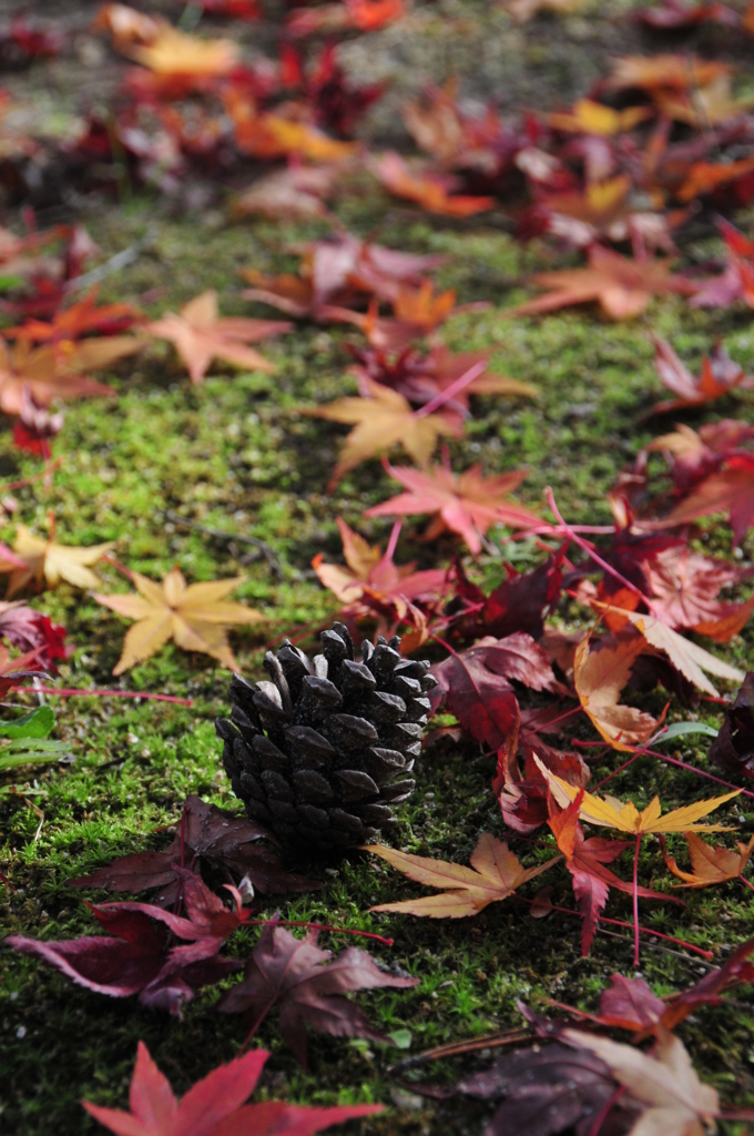 松ぼっくりと紅葉