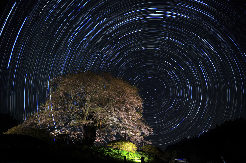 醍醐桜を中心に星は回る