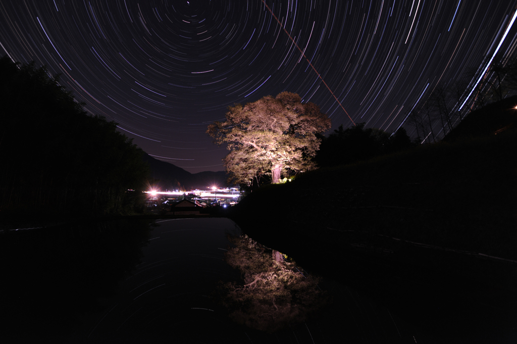 とりでに咲く桜