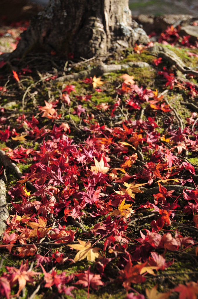 地に広がる紅葉