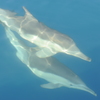 ホエールウォッチングin桂浜１